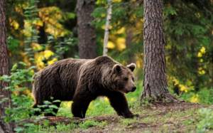 Ordonanța care permite împușcarea urșilor a fost adoptată de Senat