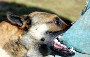 Proprietar de câini din Ocna Mureș, reținut după ce a asmuțit animalele asupra unui bărbat