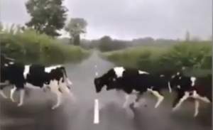 Efectul de turmă! Vacile „săltăreţe”: linia din mijlocul străzii, considerată un obstacol (VIDEO)
