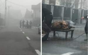 „Tradiții” urbane! Porc tăiat pe o stradă din Târgu Jiu