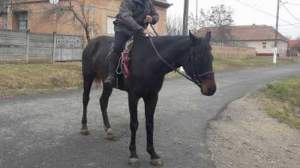 Culmea hoției: Un tânăr din Botoșani s-a ales cu dosar penal pentru că... și-a furat propriul cal