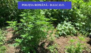 Clujeni cercetați pentru trafic de droguri: două culturi de cannabis, descoperite la percheziții