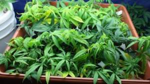 Medellin-ul României: două tone de cannabis ridicate de pe o plantație din Mehedinți