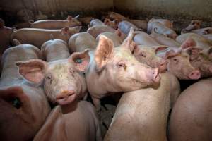 ANSVSA: 416 focare de pestă porcină, în 140 de localități. Câți porci au fost uciși
