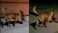 Scenă macabră în Mexic: Un câine a fost filmat cum alerga cu un cap de om în gură (VIDEO)