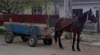 Căruță furată cu tot cu cal de un tânăr din Lespezi: hoțul a fost prins în aceeași zi
