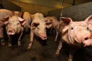 I-au eutanasiat toți porcii de teama pestei porcine africane și, ca „bonus”, a primit și o amendă usturătoare