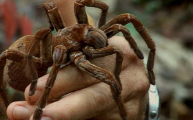 Un britanic a fost mușcat de un păianjen uriaș care și-a depus ouăle în piciorul lui, în timp ce era în croazieră