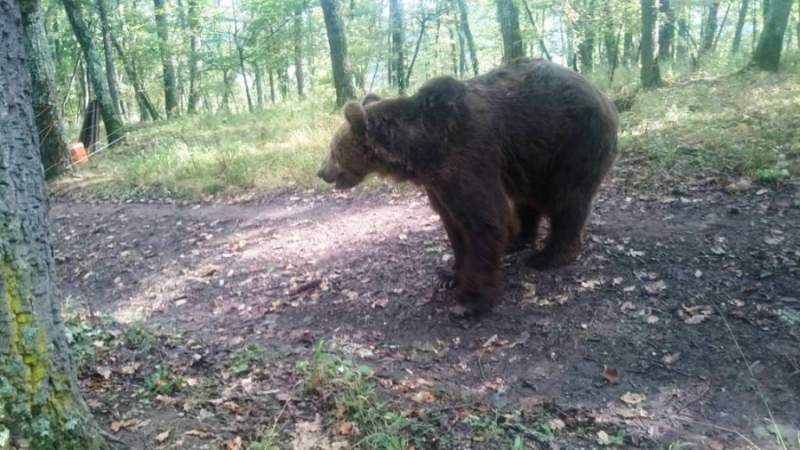 Un urs a fost împușcat și un altul capturat în Slănic Moldova