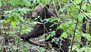 O nouă alertă în Vaslui! Prezența unui urs, semnalată în comuna Arsura