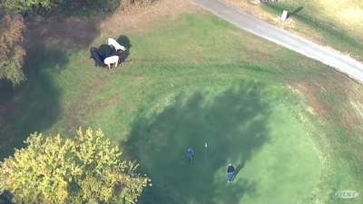 Nici golf nu se mai poate juca liniștit în ziua de azi! Partidă întreruptă de o invazie de vaci (VIDEO)