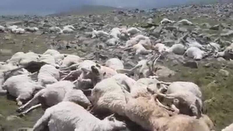 Coșmar pentru un cioban din Georgia: a găsit 550 de oi moarte pe munte, lovite de fulger (VIDEO)