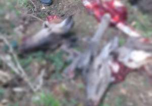 Cutremurător! Doi cerbi împușcați și măcelăriți de braconieri, descoperiți într-o pădure din Argeș