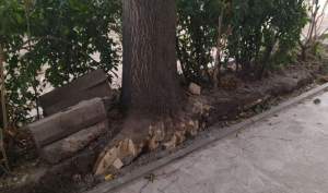 PressHUB / Copaci luați din flex, ca să-ncapă bordurile, la Focșani. Garda de Mediu reacționează