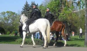 Poliția călare din Iași va intra în pâine peste câteva luni. Primăria pune la bătaie 60.000 de euro pentru cai și polițiști