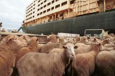 Exportul de animale vii din România ar putea fi interzis: s-ar putea crea 4.000 de locuri de muncă în abatoare