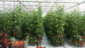 81 de fermieri din Iași s-au înscris în programul de sprijin pentru tomate