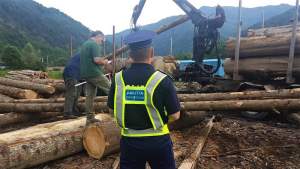 Material lemnos de peste 60.000 de lei, confiscat în urma mai mult percheziții în Maramureș și Satu Mare