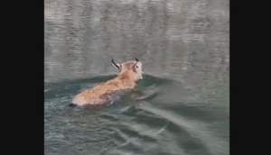 Imagini rare cu un râs care traversează înot Lacul Bicaz (VIDEO)