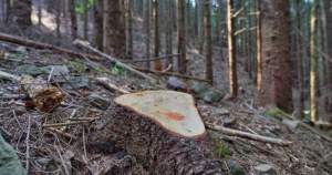 Doi bărbați au murit după ce un arbore pe care îl tăiau ilegal într-o pădure din Munții Rodnei a căzut peste ei