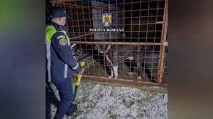 Zeci de percheziții într-un dosar de schingiuire a animalelor, organizare și participare la lupte de câini. 8 persoane au fost reținute (VIDEO)