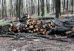 Consilier în cadrul Gărzii Forestiere Râmnicu Vâlcea, trimis în judecată pentru luare de mită