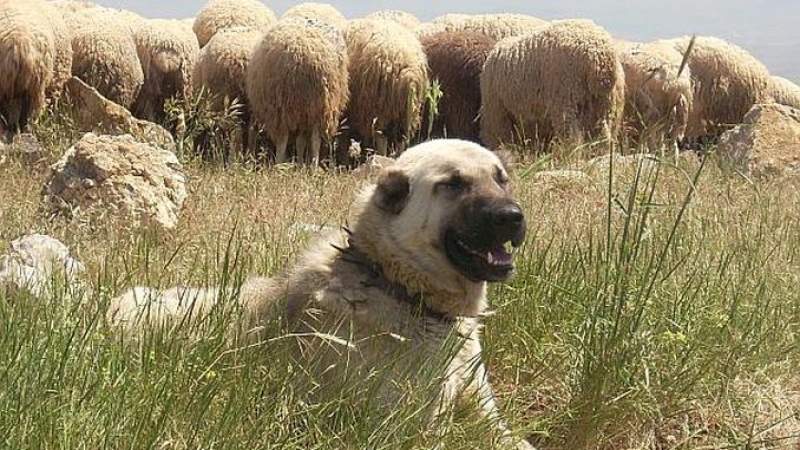 Cioban din Botoșani, condamnat după ce câinele său, scăpat de la stână, a mușcat o persoană