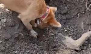 Ți se rupe inima! Un câine își îngroapă prietenul ucis de o mașină pe autostradă (VIDEO)