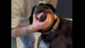 Reacția virală a unui câine rotweiller după ce chiropracticianul îi trosnește gâtul (VIDEO)