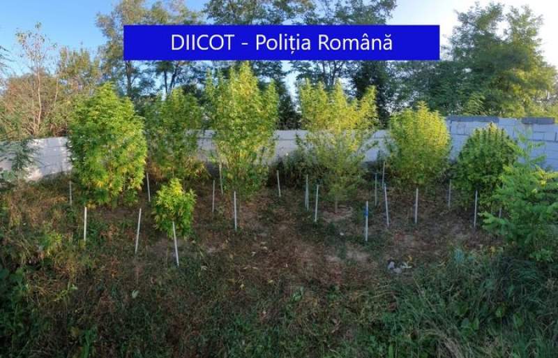 95 de kilograme de cannabis, ridicate de polițiștii antidrog de la traficanții de droguri din Mureș și Cluj: 14 persoane, audiate (VIDEO)