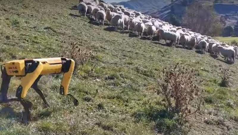 Noi ajutoare la stână! Cum încearcă să mâne oile cel mai celebru câine-robot (VIDEO)