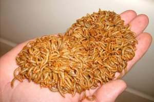 Autoritatea Europeană pentru Siguranța Alimentelor: Viermele de făină, prima insectă declarată sigură pentru consum uman