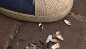 Mai bine le înghițea! Amendă usturătoare pentru un tânăr din Arad prins scuipând coji de semințe pe jos