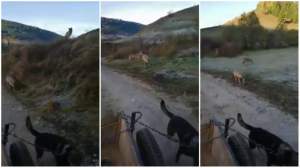 VIRAL. Lupi filmați în timp ce urmăresc o căruță, ziua în amiaza mare (VIDEO)