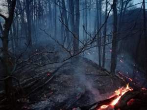 ROMSILVA, apel către populație pentru prevenirea INCENDIILOR de pădure