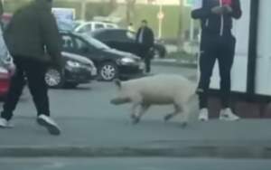 Femeie din Satu Mare, amendată pentru că a ieșit pe stradă să prindă porcul scăpat din curte fără să aibă declarație pe propria răspundere