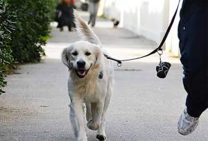 Șmecherii: Italienii au început să închirieze câini ca să poată să iasă din case fără să fie amendați