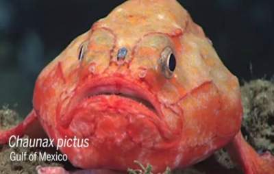 Ciudățenii subacvatice: pești care-și țin respirația pe fundul mării (VIDEO)