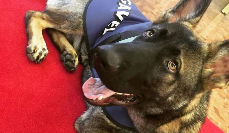 Câine polițist, concediat pe motiv că e „prea prietenos”. Și-a găsit repede un alt job, mult mai avantajos