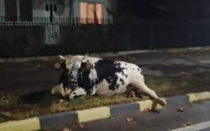 Vacă lovită de o mașină, lăsată să agonizeze ore în șir pe un trotuar din județul Dâmbovița