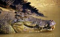 Cercetători ai Universităţii „Babeş-Bolyai&quot; din Cluj-Napoca au descoperit fosile de crocodil în România