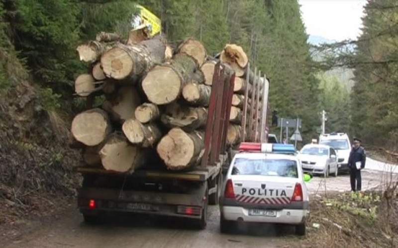 Der Spiegel: Cum distrug hoții de lemn pădurile din România, printre cele mai vechi din Europa. Companiile austriece, acuzate
