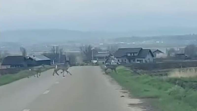 Apariție mai puțin obișnuită pe o șosea din Suceava. Șapte căprioare au fost surprinse în timp ce treceau strada (VIDEO)