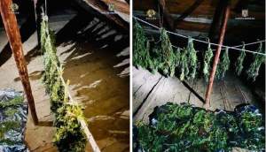 Trei tineri din Piatra-Neamț, reținuți pentru trafic și deținere de droguri: au înfiițat culturi de cannabis