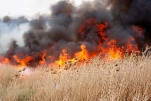 Atenție, fermieri! Arderea miriştilor şi a vegetaţiei ierboase, numai în anumite condiţii şi numai cu acordul APM Iaşi