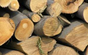 12 angajați ai unui ocol silvic din Sibiu și administratori ai unor societăți de exploatare a materialului lemnos, reținuți pentru furt de lemne