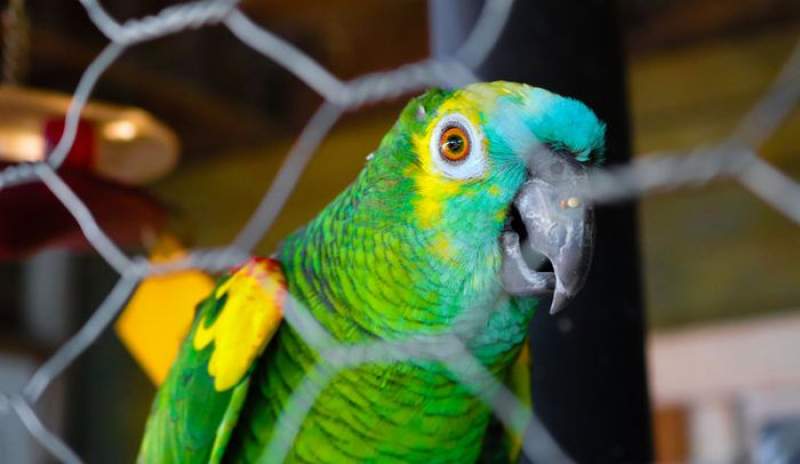 Povestea incredibilă a papagalului care a fost mușcat de un șarpe, împușcat și răpit (VIDEO)