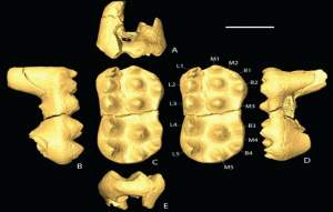 Fascinant! Rămășițele unui mamifer necunoscut, descoperite în Siberia