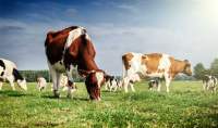 Atenție, fermieri! APIA a început plata subvenţiilor pentru animale