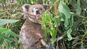 Au scăpat de foc, dar au fost uciși fără milă de oameni: sute de urși koala, masacrați pe o plantație de eucalipt din Australia